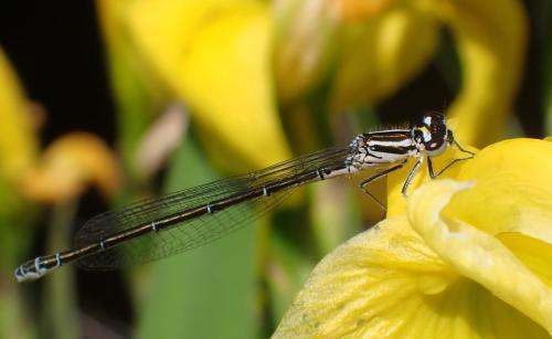 Coenagrion puella